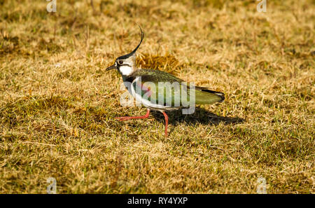 Sociable, le nord de l'sociable (Vanellus vanillas) aussi connu comme le vanneau de nourriture dans l'habitat naturel sur le terrain marécageux. Marcher à gauche. Paysage Banque D'Images