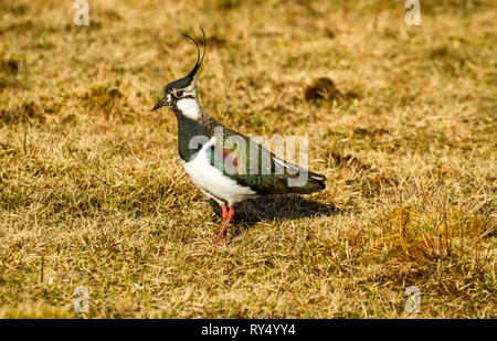 Sociable, le nord de l'sociable (Vanellus vanillas) aussi connu comme le vanneau de nourriture dans l'habitat naturel sur le terrain marécageux. Marcher à gauche. Paysage Banque D'Images