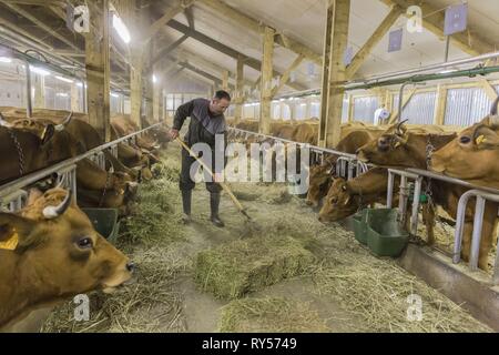 France, Savoie, hameau de navette, vallée de la Tarentaise, Bruno Grataloup dans la ferme avec des vaches de race Tarine Banque D'Images