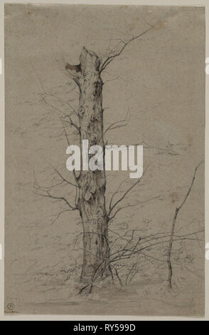 Arbre, c. 1835-45. Ludwig Schnorr von Carolsfeld Ferdinand (allemand, 1788-1853). Graphite et lavis ; feuille : 30,5 x 19,7 cm (12 x 7 3/4 po Banque D'Images