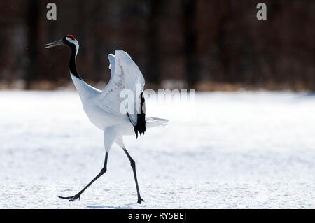 La grue, grue à couronne rouge (Grus japonensis) disparaît, le Japon Banque D'Images
