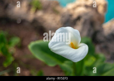 Variété de lily très répandue par la Méditerranée. Banque D'Images