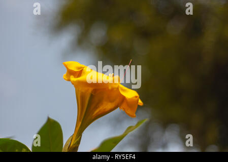 Variété de lily très répandue par la méditerranée, lis jaune à le soleil Banque D'Images