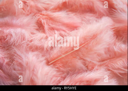 Fluffy rose féminin. arrière-plan délicate rose plumes de fond. Banque D'Images