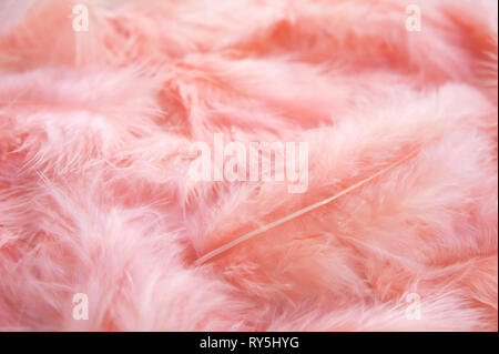 Fluffy rose féminin. arrière-plan délicate rose plumes de fond. Banque D'Images