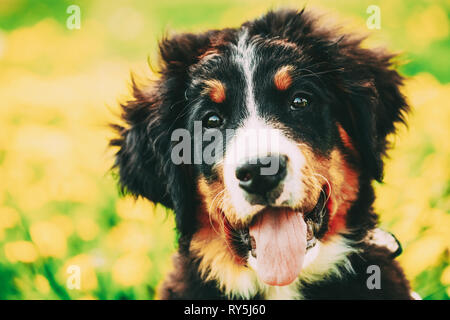 Bernois Berner Sennenhund chiot Banque D'Images