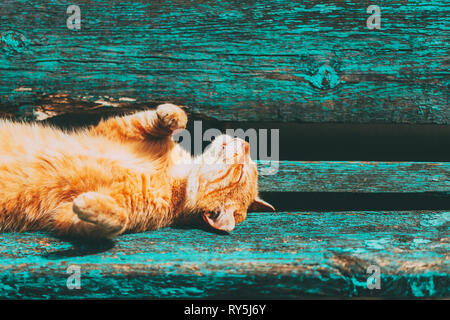 Chat chaton rouge dort sur un banc dans le parc Banque D'Images