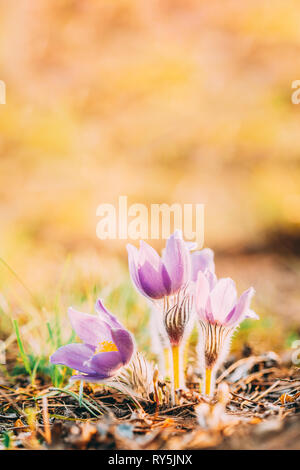 Les jeunes sauvages Pasqueflower Au début du printemps. Fleurs Pulsatilla patens Banque D'Images