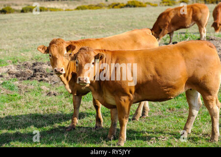 Deux vaches Jersey debout dans un champ, regardant l'appareil photo Banque D'Images