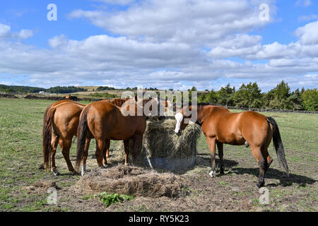 Les chevaux se nourrissent de foin dans un champ sur un jour d'hiver ensoleillé Banque D'Images