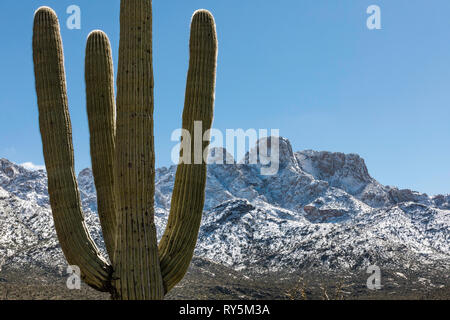 Les chutes de neige fraîche sur Pusch Ridge, Catalina State Park, Tucson, Arizona, cactus géant saguaro (Carnegiea gigantea) en premier plan. Banque D'Images