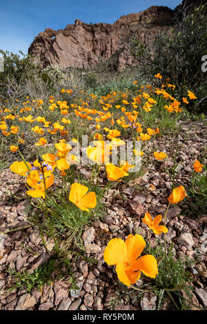 Le Pavot de Californie (Eschscholzia californica) illuminez Organ Pipe Cactus National Monument, le sud de l'Arizona, USA Banque D'Images