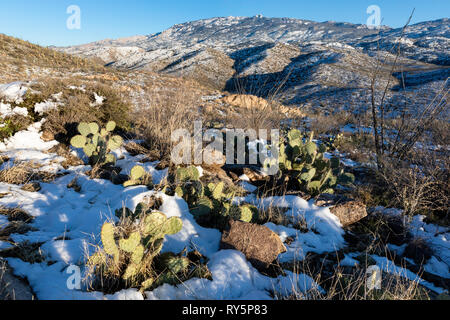 Rincon montagnes avec de la neige fraîche, cactus (Opuntia) au premier plan, Redington Pass, Tucson, Arizona Banque D'Images