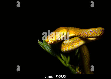 Pit Viper bambou jaune, Morph, Trimeresurus gramineus, Amboli, Sindhudurg, Maharashtra, Inde Banque D'Images