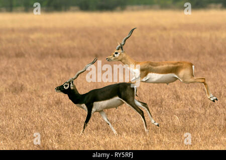 Antilope cervicapra, Blackbucks, parc national, Velavadar Blackbuck, Bhavnagar, Gujarat, Inde Banque D'Images
