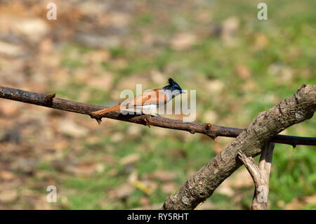 Indian Paradise Flycatcher, morph, roux Terpsiphone paradisi, Sattal Nainital, Inde, Uttarakhand, Banque D'Images