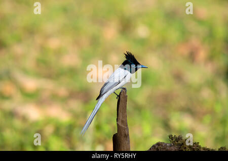 Indian Paradise flycatcher, forme blanche, Terpsiphone paradisi, Sattal Nainital, Inde, Uttarakhand, Banque D'Images