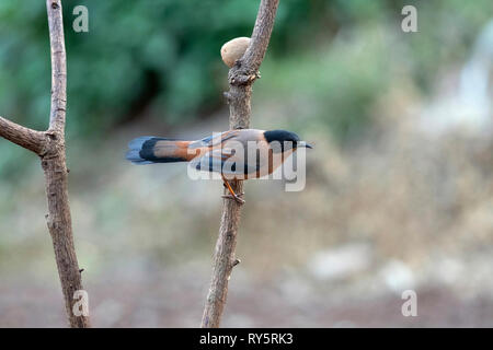 Sibia Heterophasia capistrata, roux, Sattal Nainital, Inde, Uttarakhand, Banque D'Images