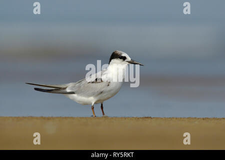 Guifette moustac Chlidonias hybrida, Akshi, Plage, Alibaug, Maharashtra, Inde Banque D'Images