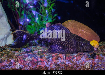 Les poissons dans l'aquarium d'eau douce avec beau vert tropical planté Banque D'Images