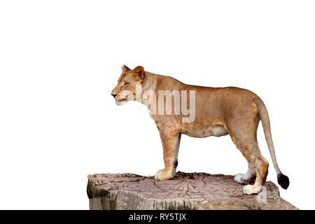 Corps complet de lionne debout sur grande souche d'arbre isoler fond blanc Banque D'Images