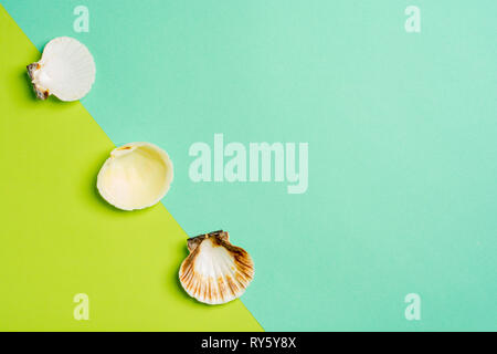 Vacances d'été. Les coquillages sur un fond vert et bleu clair. Souvenirs de la mer. Concept d'été. Mise à plat, vue du dessus, copiez l'espace. Banque D'Images