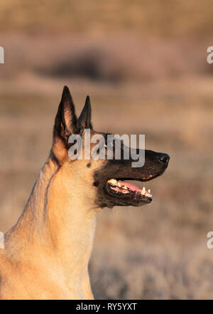 Portrait d'une belle race de chien berger belge Malinois sur la nature Banque D'Images