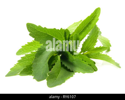 Les feuilles de Stevia sur fond blanc Banque D'Images