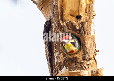 (Megalaima haemacephala Coppersmith Barbet) race 'indicus' Banque D'Images