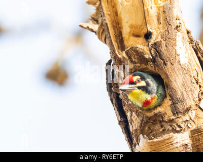 (Megalaima haemacephala Coppersmith Barbet) race 'indicus' Banque D'Images