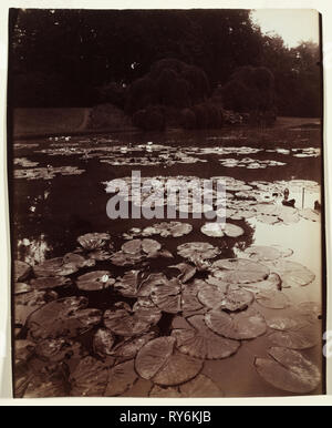 Atget : Série de numérotation des documents du paysage # 1196 : Nymphéa, 1922-1923. Eugène Atget (Français, 1857-1927). L'albumine, des tons d'or ; image : 22,2 x 17,6 cm (8 3/4 x 6 15/16 in.) ; enchevêtrées : 50,8 x 40,6 cm (20 x 16 in Banque D'Images