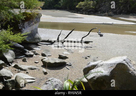 Tronc en bois blanchi météorologiques sur la rive du Golden Bay Nouvelle Zélande Banque D'Images