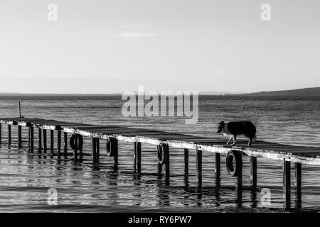 Un chien sur un quai sur un lac Banque D'Images