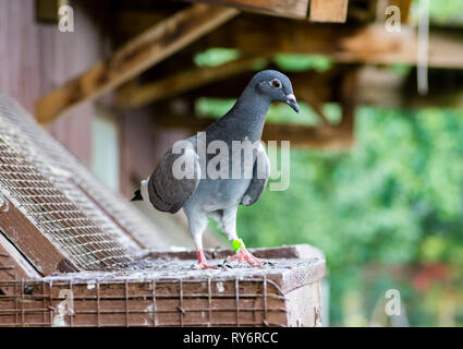 Close-up of pigeon voyageur percher sur birdhouse Banque D'Images