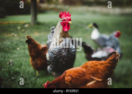 Close-up de poulets sur les champs à la ferme Banque D'Images