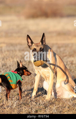 Deux chiens, petits et grands, le Berger Belge Malinois et un pinscher nain dans l'herbe du printemps dans la nature Banque D'Images