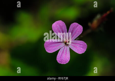 Seul lilac bloom contre floue fond vert Banque D'Images