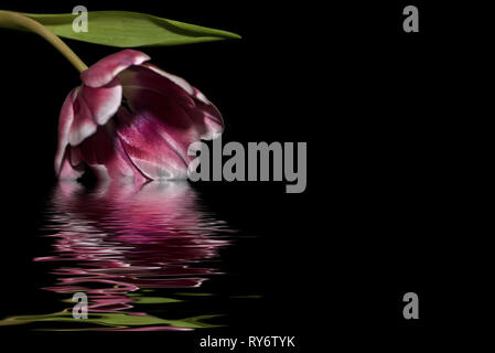 Beau floral background avec magenta tulip avec bordure blanche sur fond noir avec reflet dans l'eau Banque D'Images