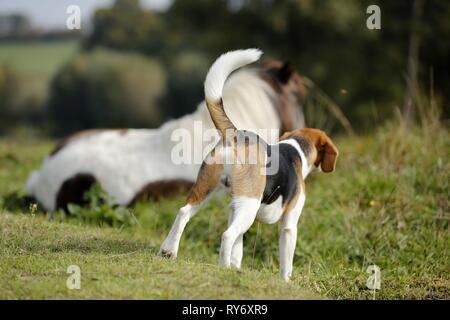 Poney et Beagle Banque D'Images