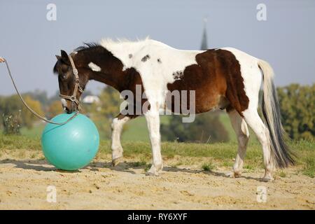 Pinto avec ball Banque D'Images