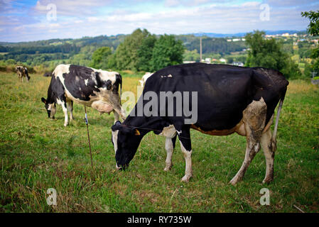 Avec des vaches sur le terrain le long du chemin de Saint-Jacques (Camino de Santiago), Galice, Espagne Banque D'Images