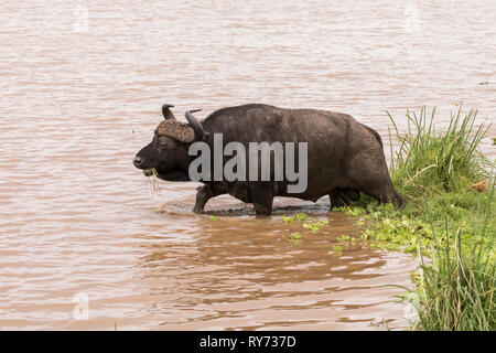 Buffle (Syncerus caffer) se nourrissent d'herbe dans un étang dans le parc national du lac Manyara, Tanzanie Banque D'Images