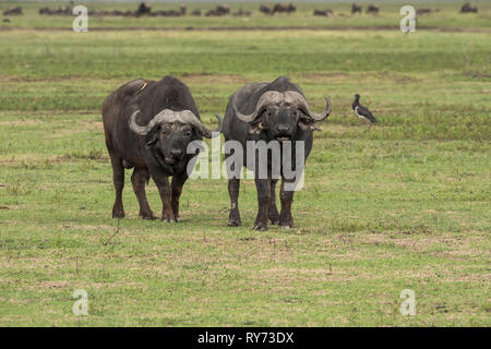 Buffle (Syncerus caffer) mâle dans le cratère du Ngorongoro, en Tanzanie Banque D'Images