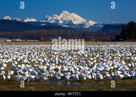 L'Oie des neiges (Anser caerulescens) avec Mt Baker, Skagit County, Washington Banque D'Images