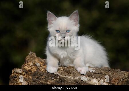 Ragdoll, chat blanc, 14 semaines, allongé sur tronc d'arbre, Autriche Banque D'Images