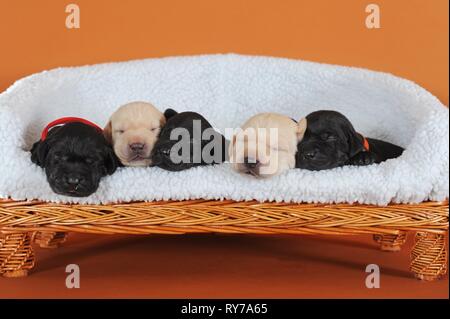 Labrador retriever, jaune et noir, chiots 10 jours, dormir côte à côte sur le canapé de chien, Autriche Banque D'Images