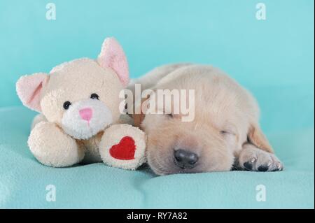 Labrador Retriever, jaune, chiot 3 semaines, dort avec peluche, Autriche Banque D'Images