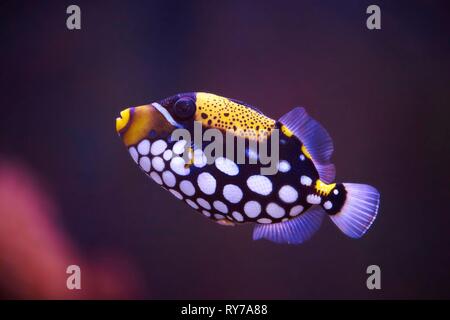 Clown Balistoides conspicillum (balistes) dans un aquarium, captive, Allemagne Banque D'Images