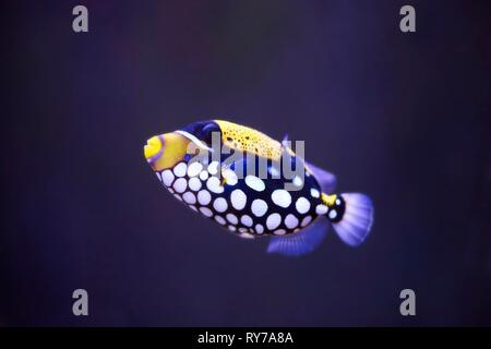 Clown Balistoides conspicillum (balistes) dans un aquarium, captive, Allemagne Banque D'Images