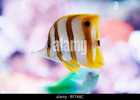 Chelmon Rostratus chelmon à bec médiocre () dans un aquarium, captive, Allemagne Banque D'Images